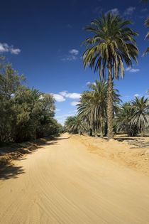 Date palm oasis by Danita Delimont