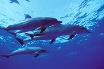 Bahamas Spotted dolphins by Danita Delimont