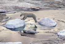 Polar bear leaping across floating ice by Danita Delimont