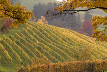 Vineyard in the fall by Danita Delimont