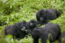 Mountain Gorilla troupe (Gorilla gorilla beringei) in rainforest by Danita Delimont