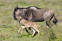 Wildebeest mother and baby at Ndutu in the Ngorongoro Conservation Area von Danita Delimont