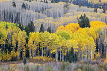 Gunnison National Forest near Kebler Pass von Danita Delimont