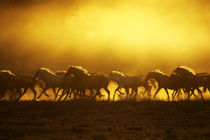 Wild Kiger mustangs kicking up dust at sunrise von Danita Delimont