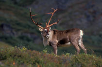 Bull caribou von Danita Delimont