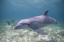 Captive Bottlenose Dolphin (Tursiops truncatus) swimming in Caribbean Sea at UNEXSO site by Danita Delimont