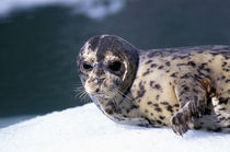 Le Conte Glacier Close-up of baby harbor seal von Danita Delimont