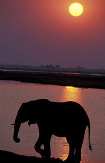 Elephant (Loxodonta africana) silhouetted against river at sunset von Danita Delimont