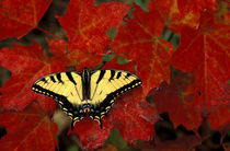 Tiger Swallowtail on maple leaves (pterourus glaucus) von Danita Delimont