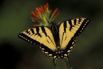 Tiger Swallowtail on Indian Paintbrush (Papilio glaucus / Castilleja coccinea) by Danita Delimont