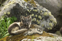 Blue phase Arctic Fox von Danita Delimont
