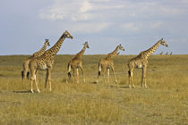 Maasai Giraffes roaming across the Maasai Mara Kenya von Danita Delimont