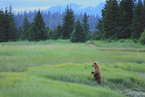 Grizzly bear cub feeds on sedges in a salt water marsh von Danita Delimont