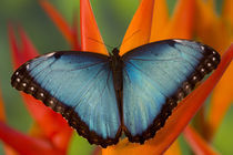 Sammamish Washington Tropical Butterfly photograph of Male Morpho grandensis the Common Blue Morpho on Heliconia von Danita Delimont