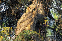 An immature great horned owl (Buo virginianus) sits in a spruce tree von Danita Delimont