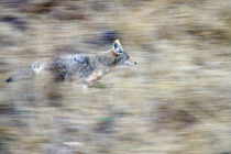 A coyote runs through the hillside blending into his environment von Danita Delimont