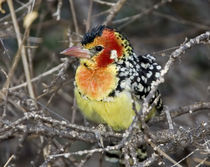 Close-up of red and yellow barbet perched on tree limb by Danita Delimont