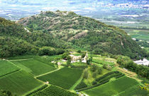 A vineyard near Mezzocorona grows grapes to make Teroldego wine by Danita Delimont