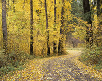 Road through trees with fall color von Danita Delimont