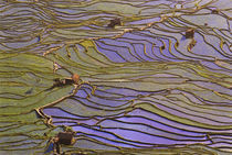 Flooded Tiger's Mouth (Mengpin) terraces reflect blue sky von Danita Delimont