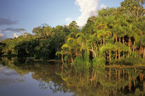 Amazon River tributary by Danita Delimont