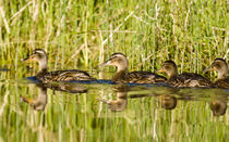 Immature mallard ducks float in Lazy Creek near Whitefish Montana von Danita Delimont