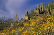 Flowering Brittlebrush and Saguaro and Organ Pipe cacti by Danita Delimont