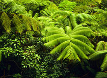 Lush tropical greenery in Hawaii Volcanoes National Park by Danita Delimont