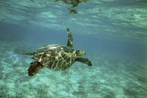 Young turtle swimming underwater on coral reef von Danita Delimont