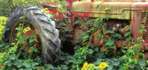 Spring flowers adorn an old tractor by Danita Delimont