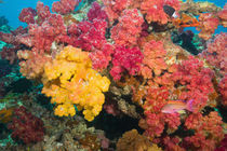 Rainbow Reef in Taveuni von Danita Delimont