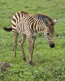 Zebra colt at Ngorongoro Crater in the Ngorongoro Conservation Area by Danita Delimont