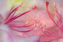 Catawba rhododendron with rain drops by Danita Delimont