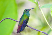 Portrait of rufous-tailed hummingbird on verbena branch von Danita Delimont