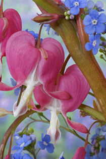 Detail of bleeding hearts and Brunnera Jack Frost flowers von Danita Delimont