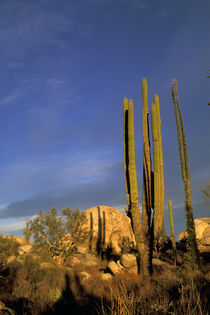 Cardon cactus von Danita Delimont