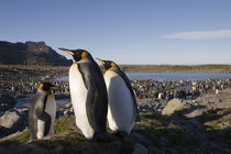 King Penguins (Aptenodytes patagonicus) along shoreline at massive rookery along Saint Andrews Bay von Danita Delimont