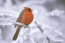 Male northern cardinal on limb after ice storm by Danita Delimont