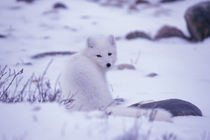 Arctic fox (Alopex lagopus) von Danita Delimont