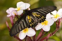 The Golden Birdwing (Troides aeacus malaiianus) von Danita Delimont