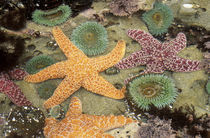 Giant green anemones and ochre sea stars by Danita Delimont