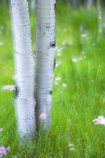 Aspens and Wildflowers by Danita Delimont