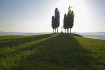 Cypress Trees in Tuscany with Cross von Danita Delimont