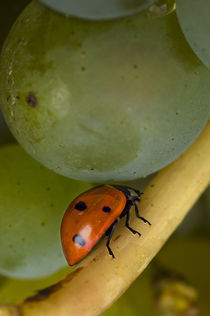 Lady bug on Chardonnay grapes in the Amity Hills von Danita Delimont