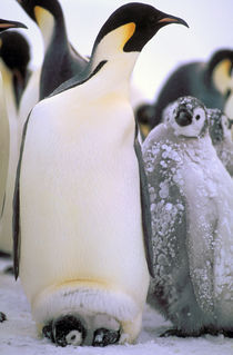 Emperor Penguins (Aptenodytes forsteri) von Danita Delimont