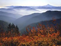 View of Mount Hood with wild huckleberry bushes in foreground by Danita Delimont