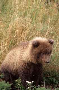 Young grizzly bears leave the den with the mother in spring von Danita Delimont