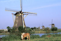 Kinderdijk windmills and horse by Danita Delimont