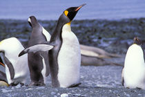 King Penguins (Aptenodytes patagonicus) von Danita Delimont