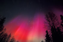 Curtains of pink and red Northern Lights above central Alaska von Danita Delimont